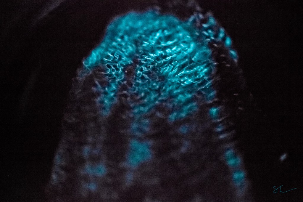 Beroe cucumis bioluminescence in the lab. 