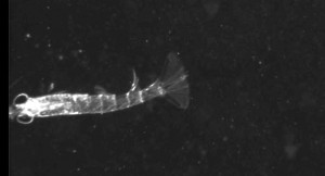 Fig 3b: More Krill captured by VPR (Picture: Frederika Norrbin)